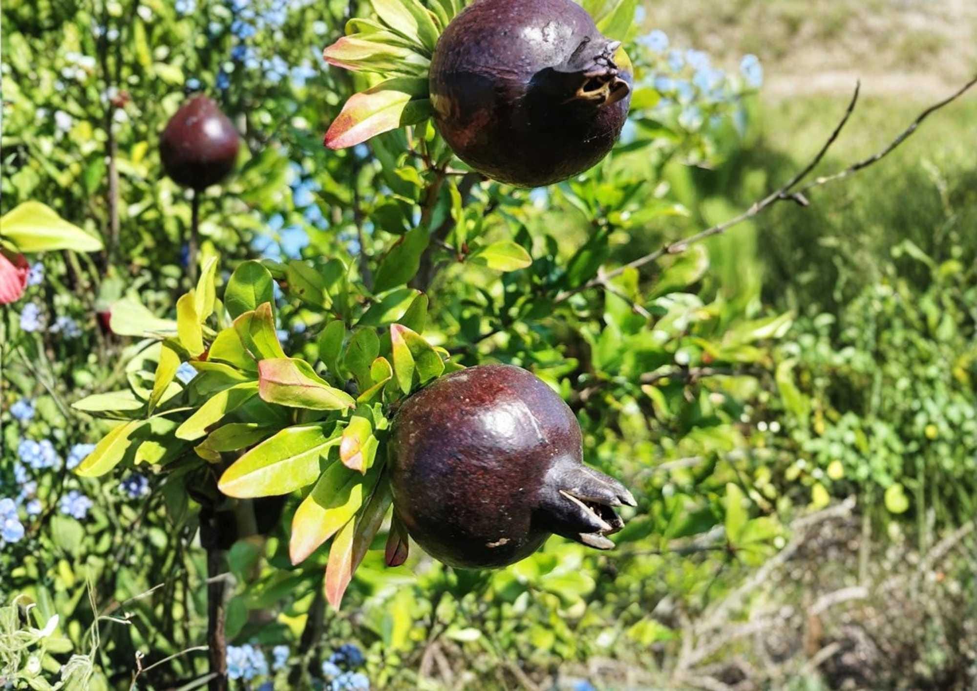 Black Pomegranate Live Fruit Tree 10-24 Inches Tall – Punica granatum – Non-GMO, Edible Fruit Tree, Drought Tolerant, Ornamental Tree