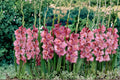 Gladiolus Bulbs – 6 Pack, Flowering Perennial, Tall Spikes, Garden Bed & Border Plant, Gladiolus spp.