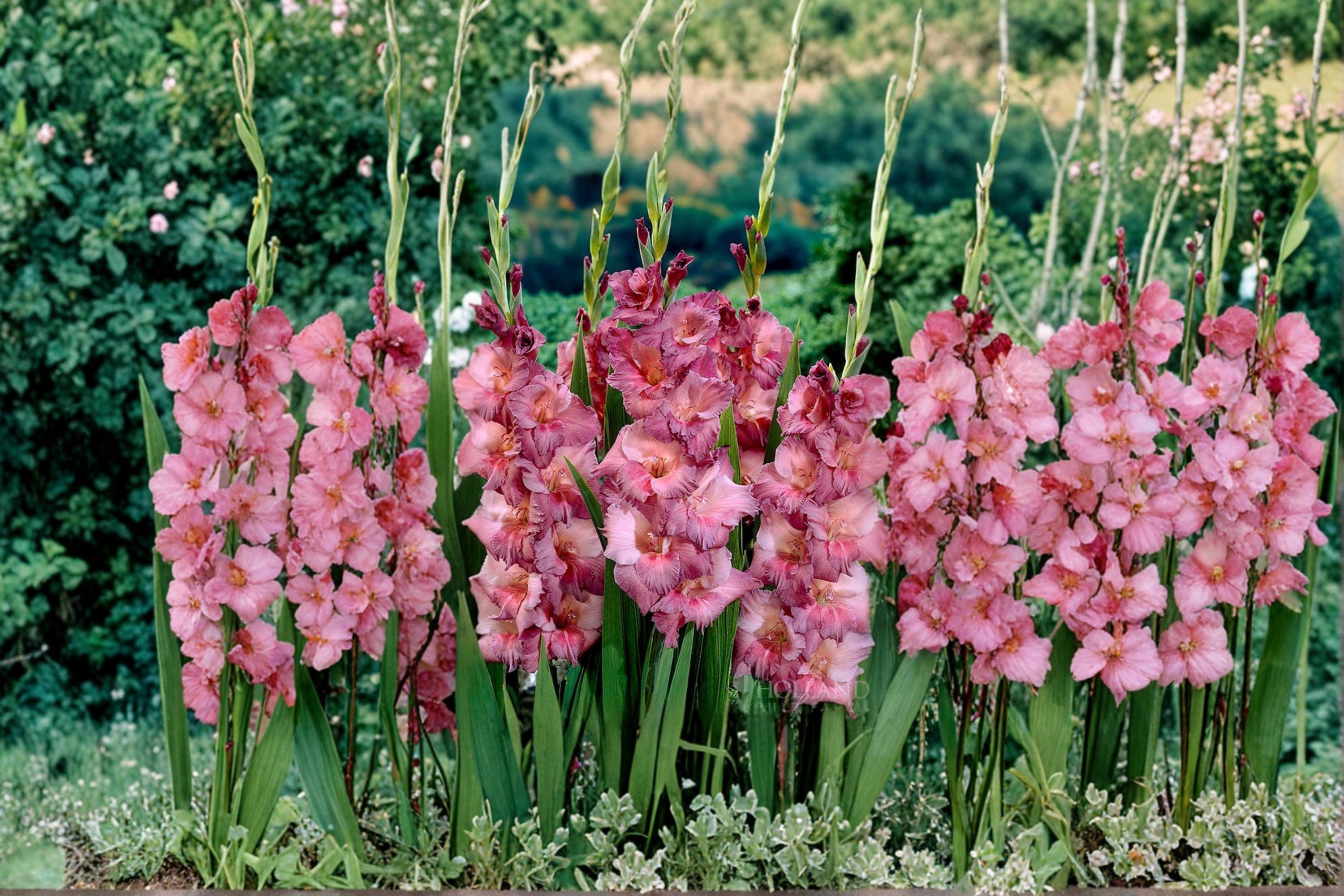 Gladiolus Bulbs – 6 Pack, Flowering Perennial, Tall Spikes, Garden Bed & Border Plant, Gladiolus spp.