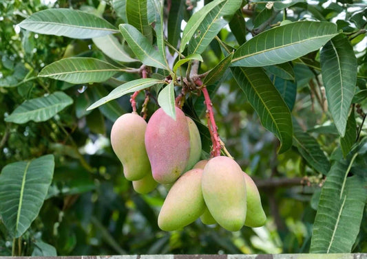 Grafted Mango Tree 3-4 Feet Tall – July Fruit Tree – Mangifera indica – Fast Growing Live Plant
