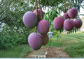 Haden Mango Tree Live Plant 12–24 Inches Tall – Mangifera indica – Easy to Grow Fruit Tree