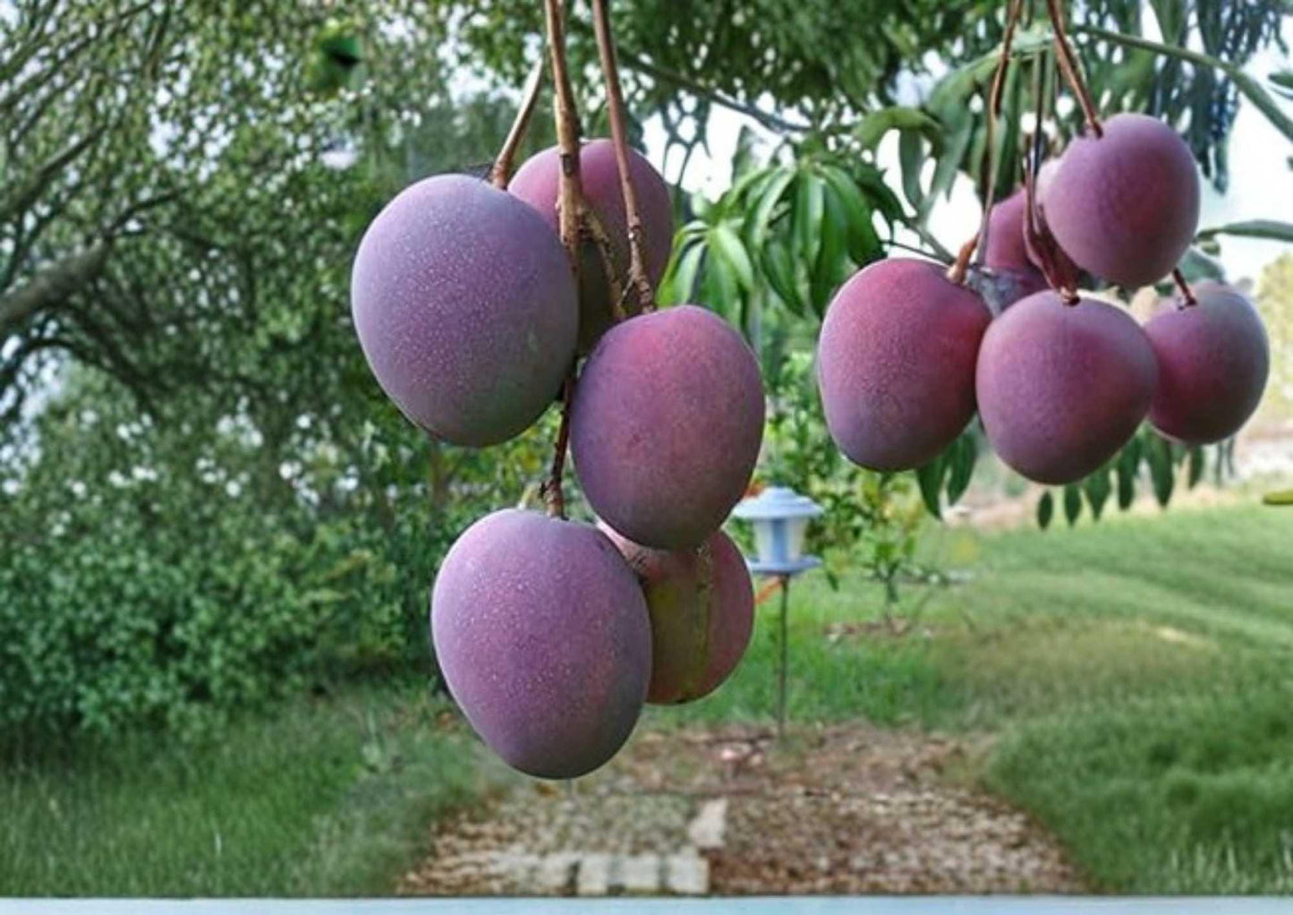Haden Mango Tree Live Plant 12–24 Inches Tall – Mangifera indica – Easy to Grow Fruit Tree