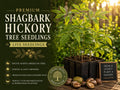 Shagbark Hickory Tree Seedling – Native Hardwood Carya ovata for Shade & Landscaping