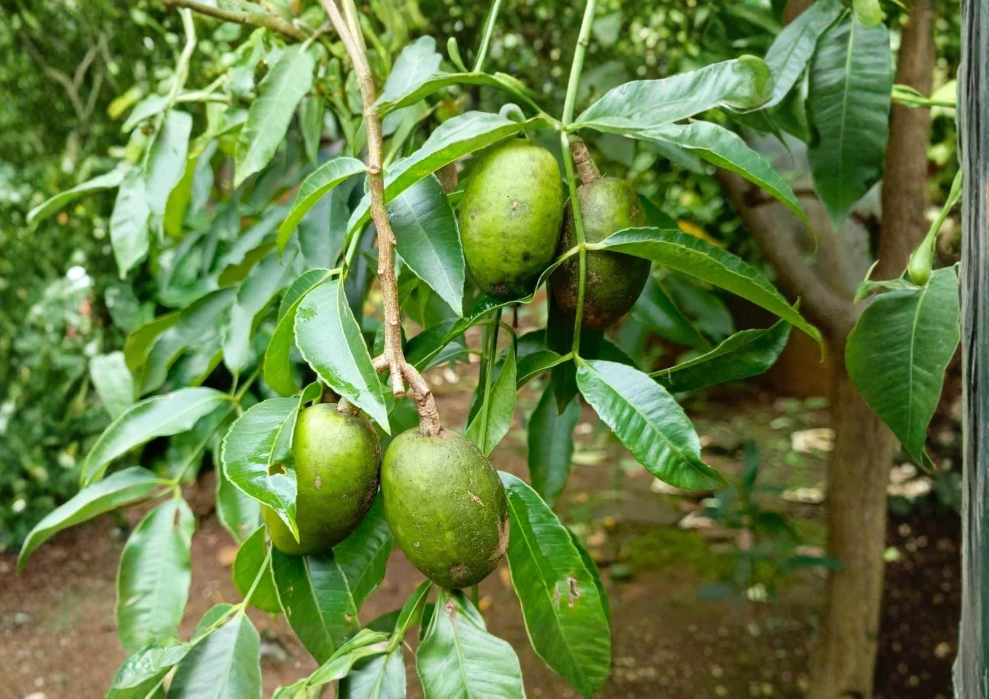 June Plum Live Fruit Tree 2-3 Feet Tall, Spondias dulcis, Edible Tropical Fruit Tree, Fresh Fruit Tree for Garden or Patio