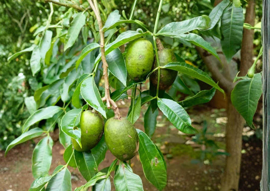 June Plum Live Fruit Tree 2-3 Feet Tall, Spondias dulcis, Edible Tropical Fruit Tree, Fresh Fruit Tree for Garden or Patio
