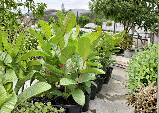 Mexican Guava Live Fruit Tree 1-2 Feet Tall, Psidium guajava, Edible Tropical Fruit Tree, Fresh Fruit Plant