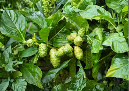 Noni Live Fruit Tree 12–24 Inches Tall – Morinda citrifolia – Non-GMO Tropical Fruit Tree for Garden and Patio
