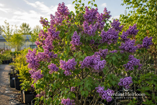 Old Fashion Purple Lilac Bare Root Shrub – Syringa vulgaris – Fragrant Purple Spring Blooms, Deciduous Flowering Plant