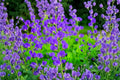 Blue Planet Flossflower Seeds – Ageratum houstonianum, 500 Pack, Blue Flowering Annual for Garden Beds & Containers