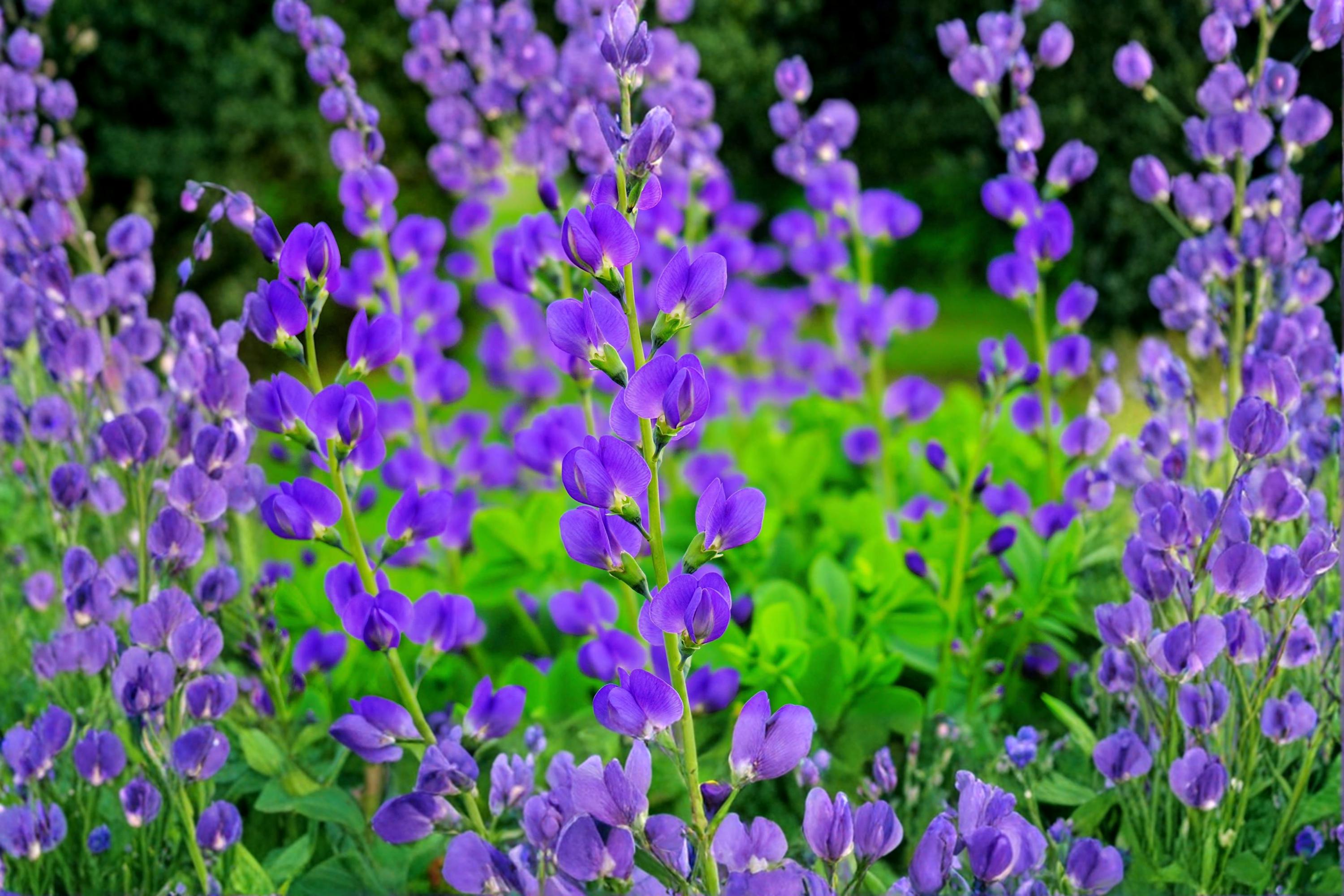 Blue Planet Flossflower Seeds – Ageratum houstonianum, 500 Pack, Blue Flowering Annual for Garden Beds & Containers