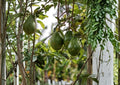 Semil 34 Avocado Live Fruit Tree 12–24 Inches Tall – Persea americana – Fast Growing, Edible Fruit Plant