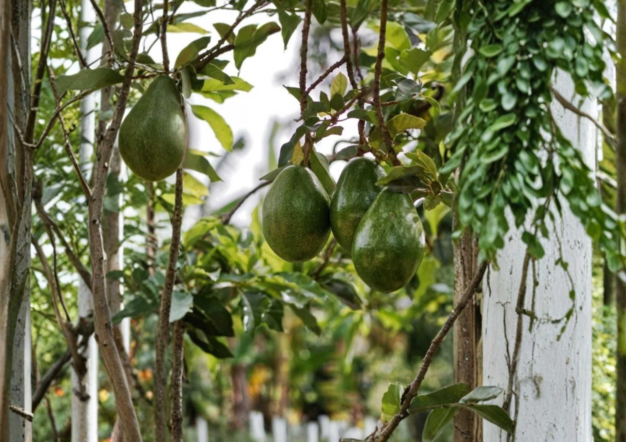 Semil 34 Avocado Live Fruit Tree 12–24 Inches Tall – Persea americana – Fast Growing, Edible Fruit Plant