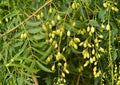 Neem Tree Live Plant 1-2 Feet Tall – Azadirachta indica – Organic, Medicinal, Pest-Repellent, Live Tree for Garden