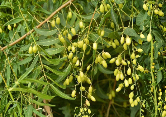 Neem Tree Live Plant 1-2 Feet Tall – Azadirachta indica – Organic, Medicinal, Pest-Repellent, Live Tree for Garden