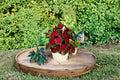 Florida Cardinal Caladium Bulbs – Caladium bicolor, Colorful Foliage Plant for Shade Gardens & Containers, 2 Bulbs