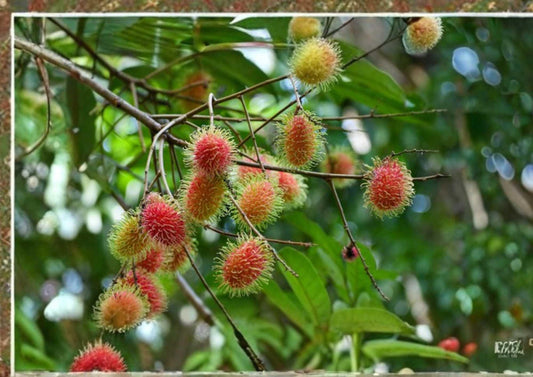 Grafted Rambutan Tree 2-3 Feet Tall – Nephelium lappaceum – Tropical Fruit Tree for Garden and Landscaping
