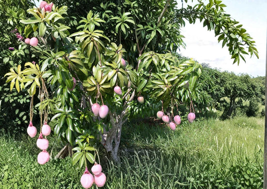 Kent Grafted Mango Tree 12-24 Inches Tall – Mangifera indica – Fruit Tree, Tropical, Fresh Stock