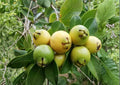 Yellow Strawberry Guava Live Fruit Tree 1-2 Feet Tall – Psidium littorale var. lucidum – Fast Growing Tropical Fruit Tree