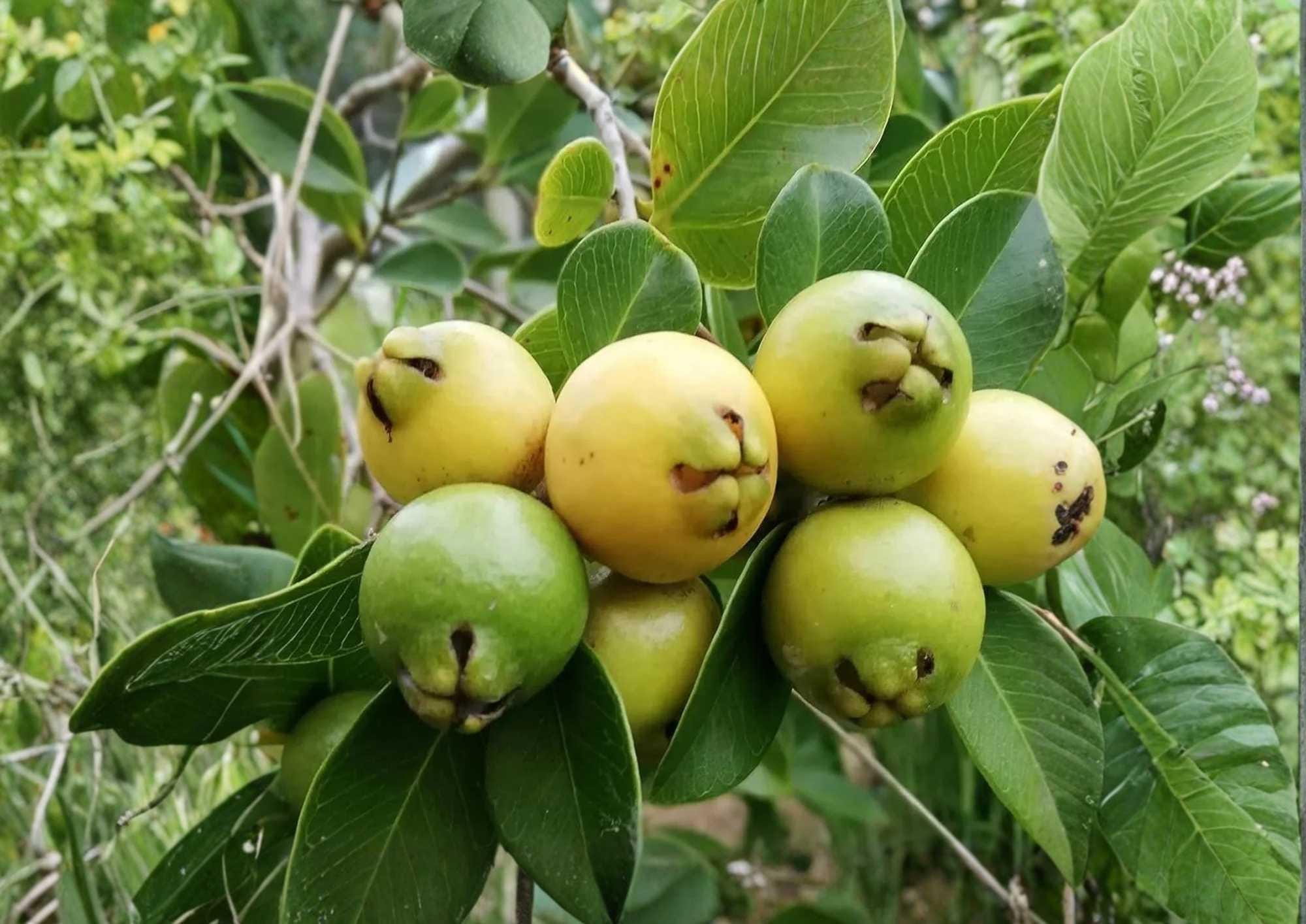 Yellow Strawberry Guava Live Fruit Tree 1-2 Feet Tall – Psidium littorale var. lucidum – Fast Growing Tropical Fruit Tree