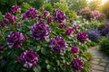 20pcs Scented Jewel Rose Seeds, Fragrant Floribunda Rosa spp., Purple & White Blooming Plants for Garden, Borders, Containers
