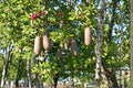 Sausage Tree Seeds – Kigelia africana – Tropical Garden Tree for Outdoor Planting in Warm Climates