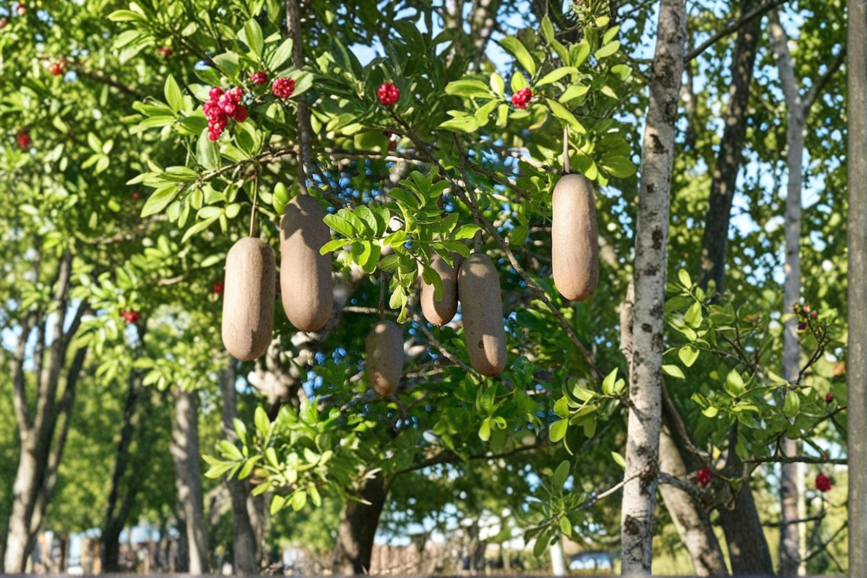 Sausage Tree Seeds – Kigelia africana – Tropical Garden Tree for Outdoor Planting in Warm Climates