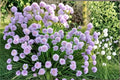 Wild Chives Seeds – Allium schoenoprasum, Perennial Herb, 200 Seeds for Garden & Container Planting