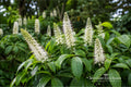 Bottlebrush Buckeye Bare Root Plant | Aesculus parviflora | Ornamental Shrub for Garden, Pollinator, Full Sun & Partial Shade