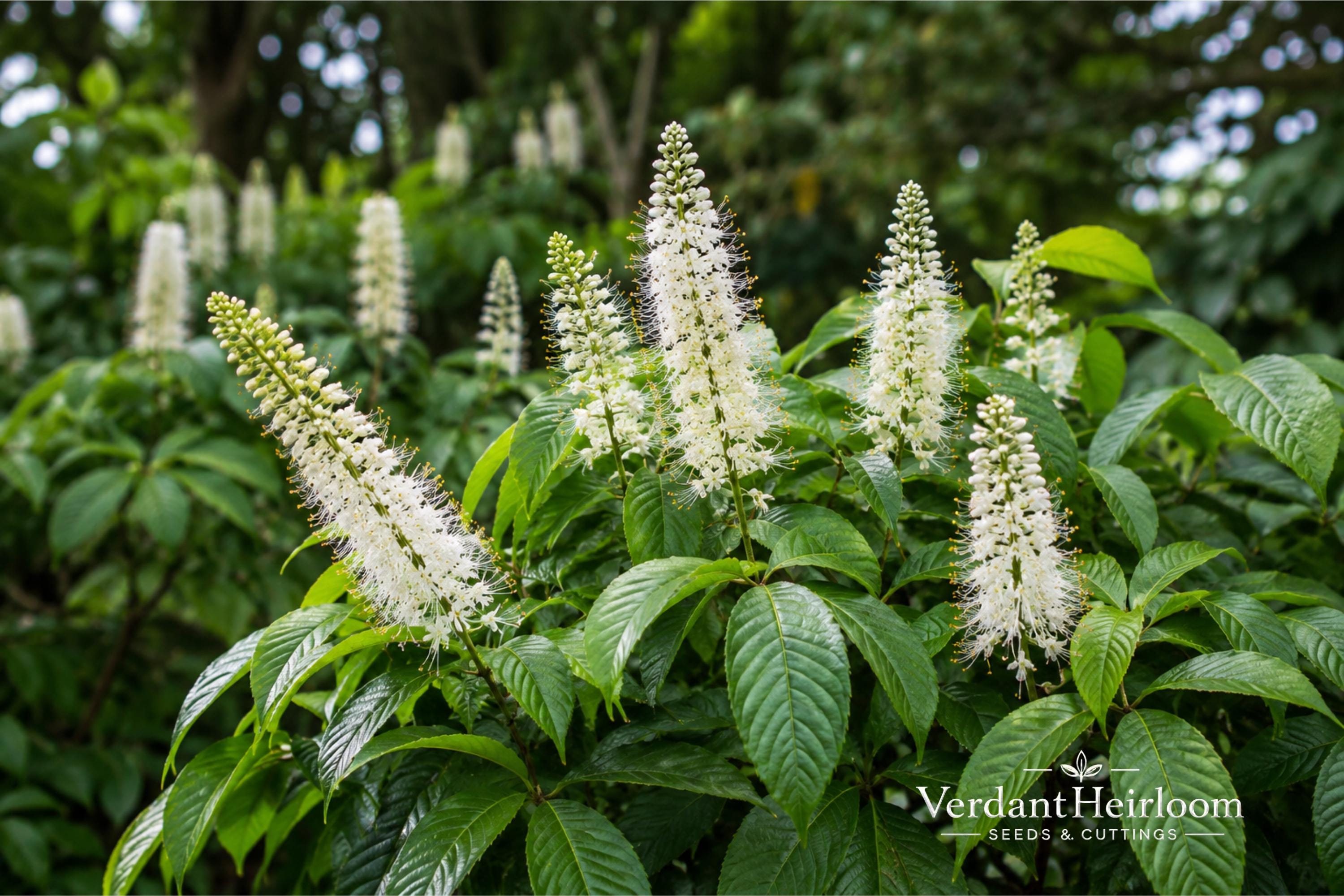 Bottlebrush Buckeye Bare Root Plant | Aesculus parviflora | Ornamental Shrub for Garden, Pollinator, Full Sun & Partial Shade