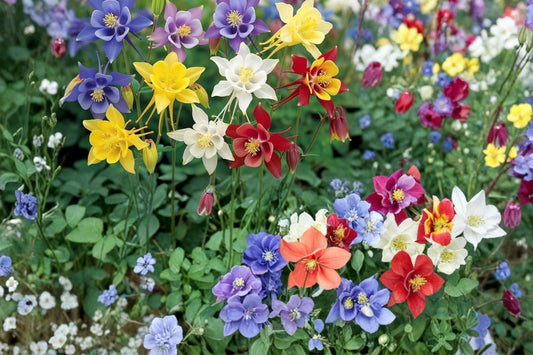 Multicolor Columbine Seeds – Aquilegia spp. – Perennial Flowering Plant for Garden Beds and Borders