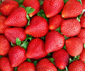 12 Albion Everbearing Strawberry Bare Root Plants – High-Yield Day-Neutral Fragaria × ananassa 'Albion' for Zone 4-8