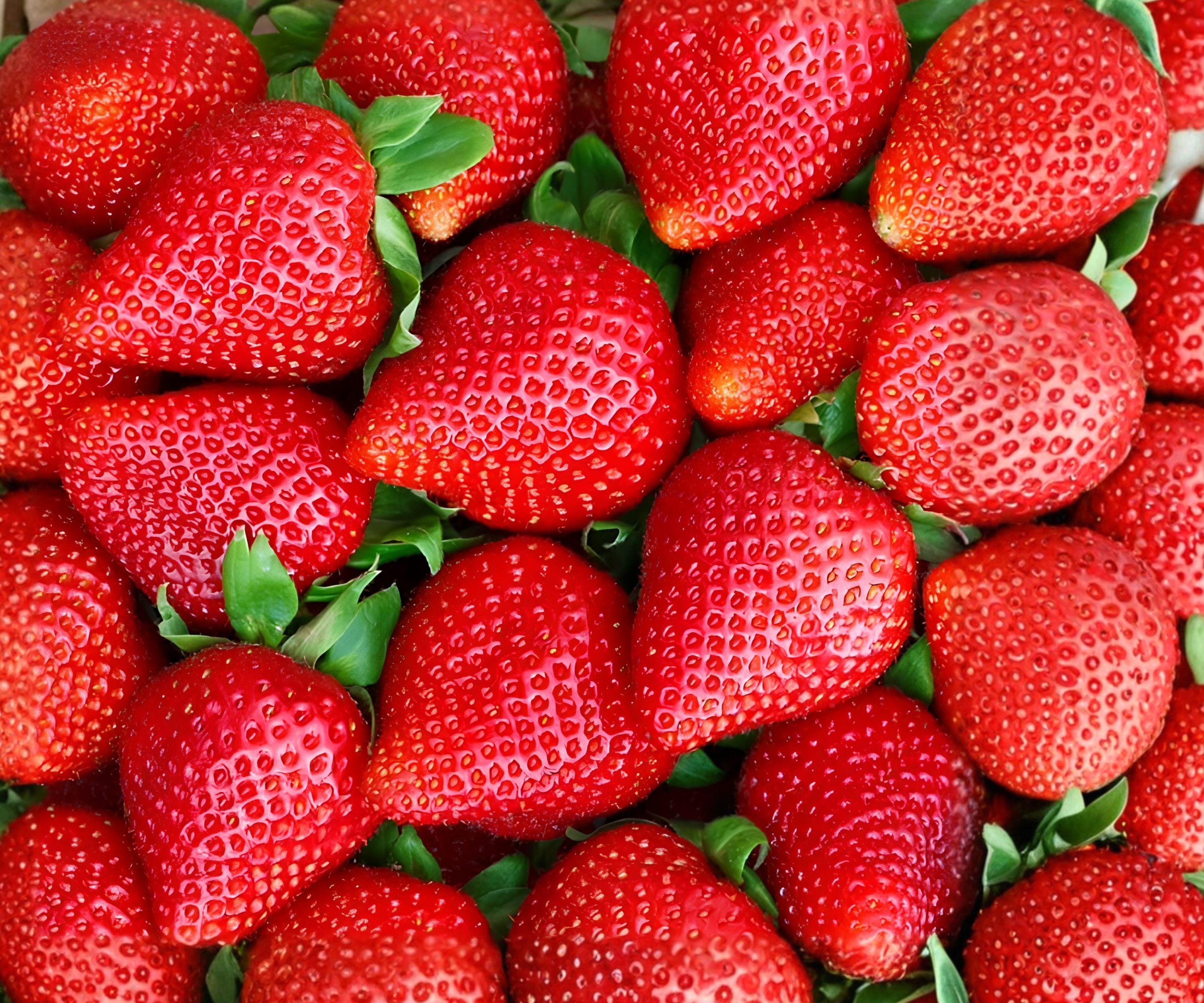 12 Albion Everbearing Strawberry Bare Root Plants – High-Yield Day-Neutral Fragaria × ananassa 'Albion' for Zone 4-8
