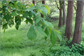 Shellbark Hickory Seedling – Carya laciniosa Nut Tree for Landscaping and Garden Planting