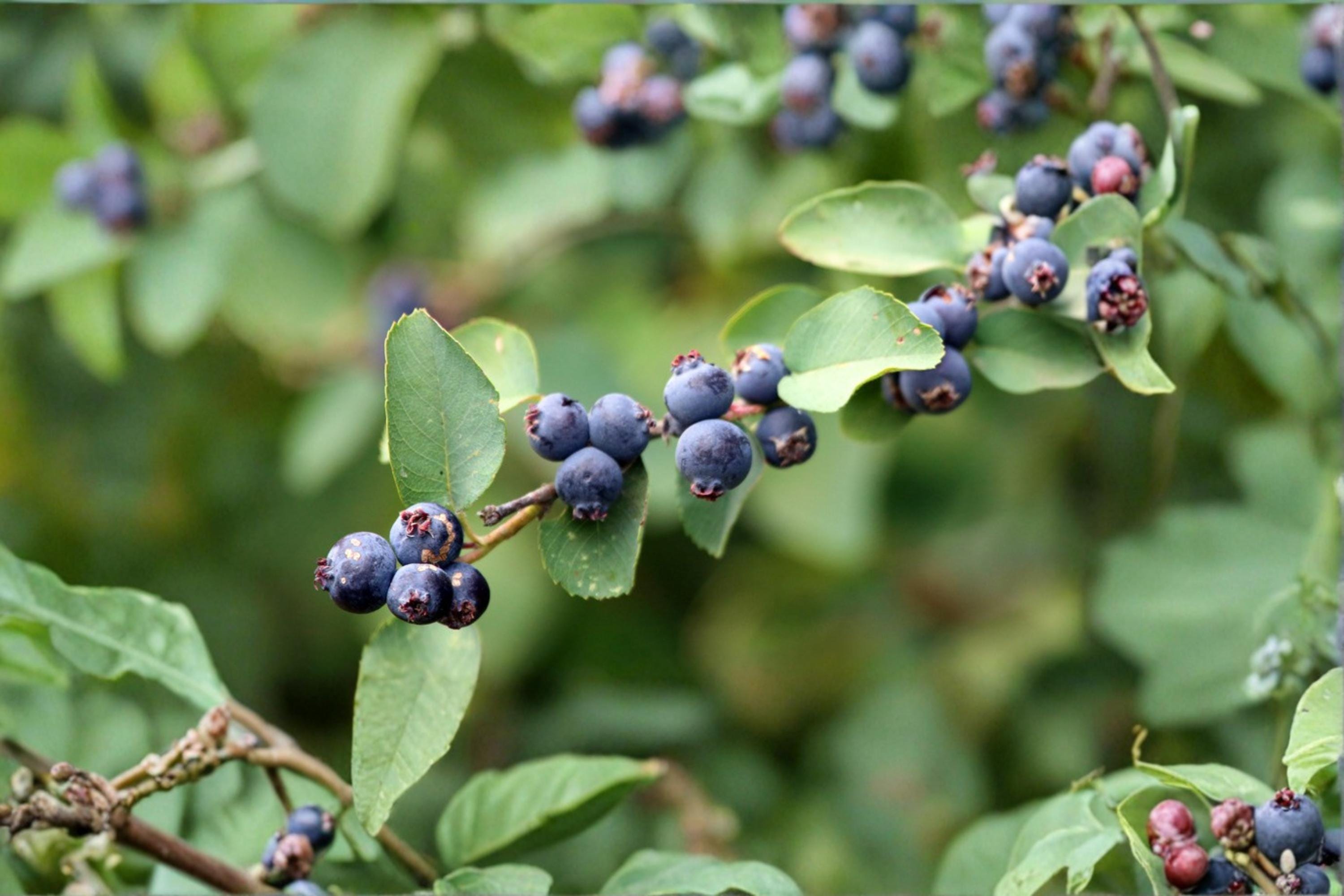 Saskatoon Serviceberry Seeds – Amelanchier alnifolia Berry Producing Shrub for Garden & Landscaping