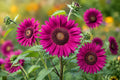 Purple Sunflower Seeds - 50pcs Non-GMO Heirloom Helianthus annuus for Garden, Cut Flowers, Pollinator Attracting