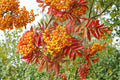 Mountain Ash Seeds, Sorbus aucuparia, Deciduous Tree, Berry Clusters, Garden and Landscape Planting, 50 Seeds