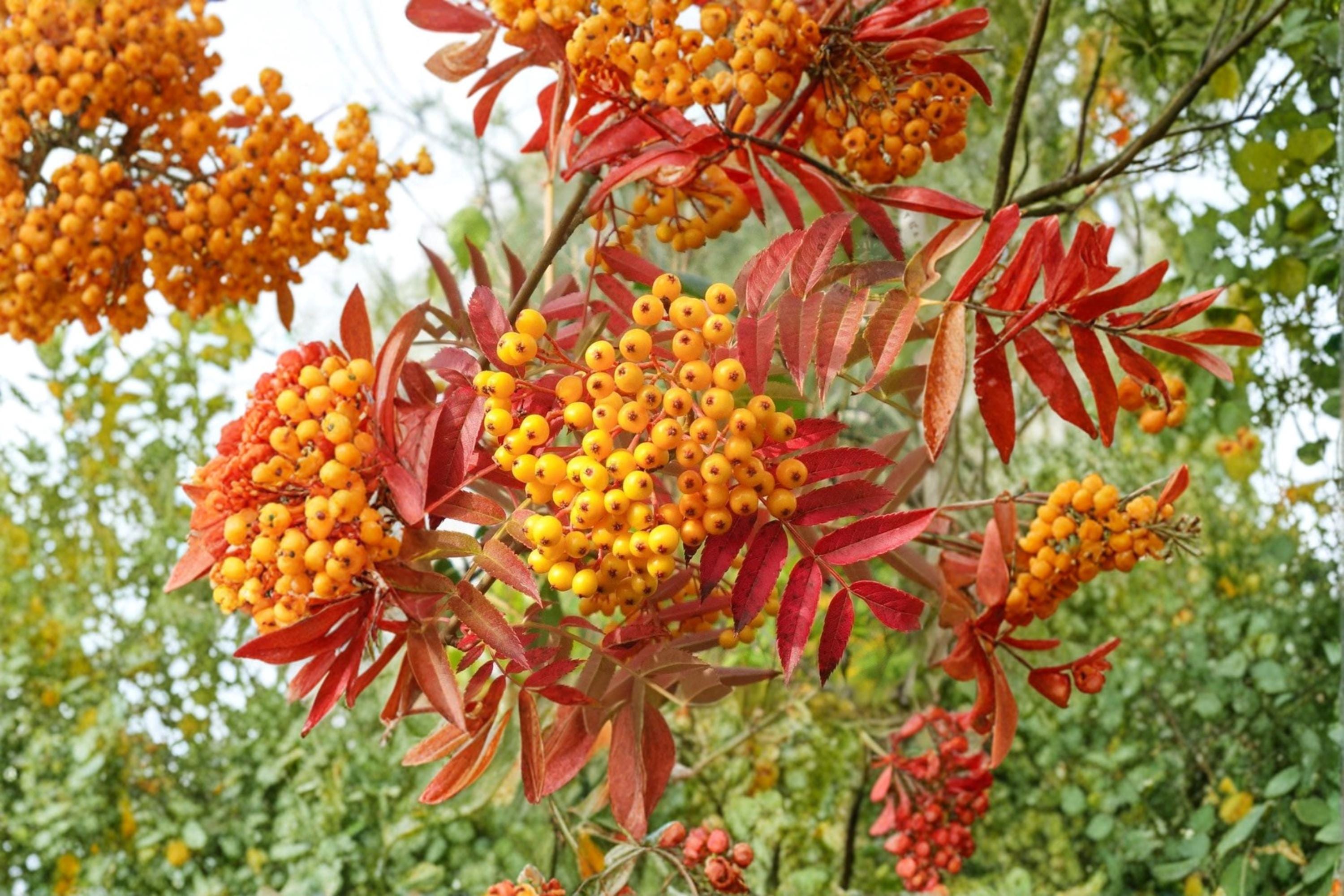 Mountain Ash Seeds, Sorbus aucuparia, Deciduous Tree, Berry Clusters, Garden and Landscape Planting, 50 Seeds