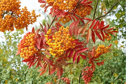 Mountain Ash Seeds, Sorbus aucuparia, Deciduous Tree, Berry Clusters, Garden and Landscape Planting, 50 Seeds