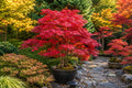 25pcs Red Japanese Maple Seeds Acer palmatum atropurpureum for Gardening, Landscaping & Ornamental Trees