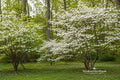 Flowering Dogwood Bare Root Plant – Cornus florida – 12–18 Inches, Ornamental Tree with White Spring Blooms