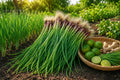 Green Onion Seeds 1000 Allium fistulosum Bunching Scallion for Kitchen Herb Garden, Indoor & Outdoor Cultivation