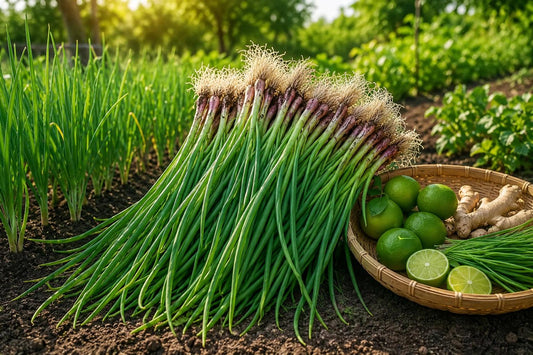 Green Onion Seeds 1000 Allium fistulosum Bunching Scallion for Kitchen Herb Garden, Indoor & Outdoor Cultivation