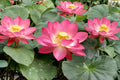 Multicolor Lotus Seeds – Nelumbo nucifera – Aquatic Water Garden Plant – Pond & Container Water Plant