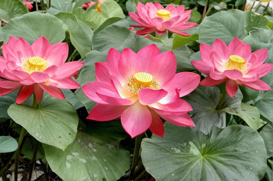 Multicolor Lotus Seeds – Nelumbo nucifera – Aquatic Water Garden Plant – Pond & Container Water Plant