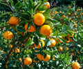 Live Satsuma Mandarin Seedling – Cold Hardy Citrus Tree Bare Root – Juicy, Easy-Peel Satsuma Orange, USDA Zones 8-11