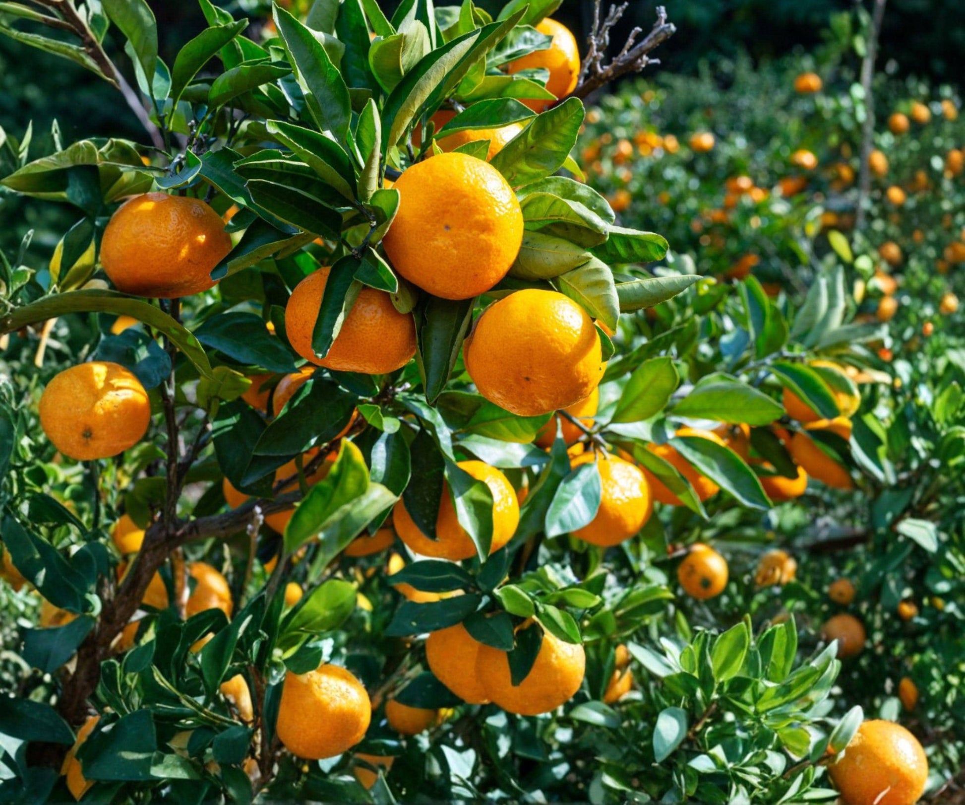 Live Satsuma Mandarin Seedling – Cold Hardy Citrus Tree Bare Root – Juicy, Easy-Peel Satsuma Orange, USDA Zones 8-11