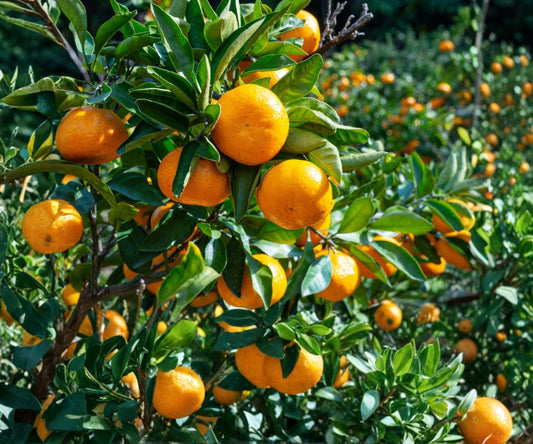 Live Satsuma Mandarin Seedling – Cold Hardy Citrus Tree Bare Root – Juicy, Easy-Peel Satsuma Orange, USDA Zones 8-11