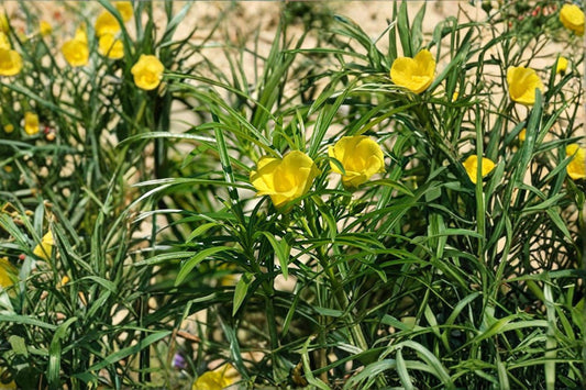 Lucky Nut Seeds – Thevetia peruviana Tropical Ornamental Shrub with Yellow Flowers, 5 Seeds