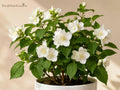 Sweet Mock Orange Bare Root Shrub 12-24in Fragrant White Blooms Philadelphus coronarius Garden Plant