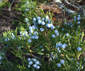 Eastern Red Cedar Juniper Seedlings - Live Evergreen Trees Bare Root Pack of 10 for Bonsai, Landscaping & Privacy